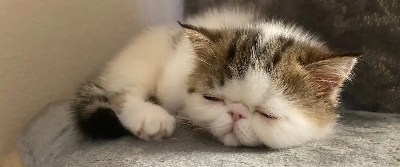 Imagen del artículo La Clave del Carácter: Socialización Integral