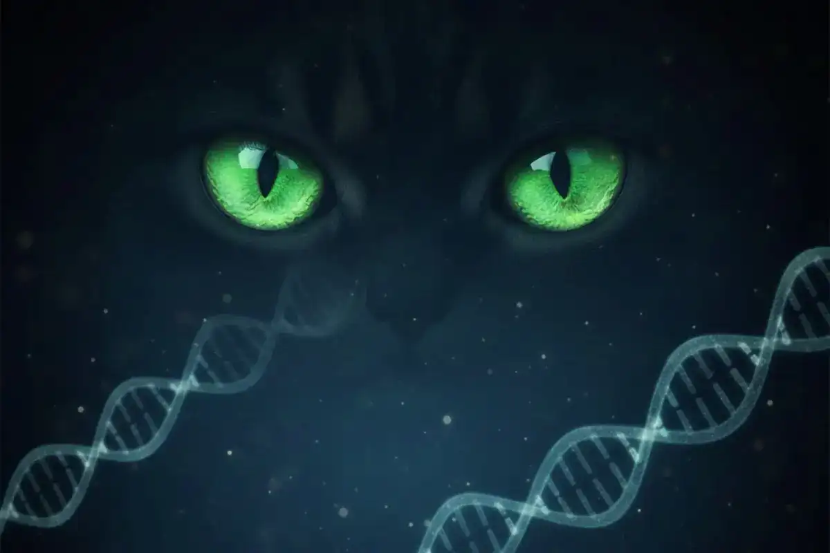 Imagen del artículo La Atrofia Progresiva de Retina (PRA