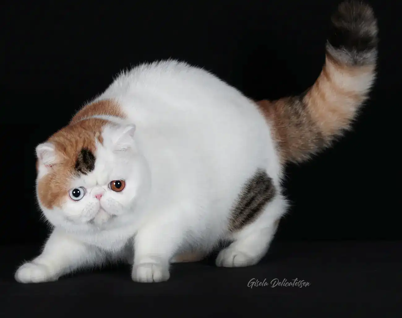 Imagen del artículo El Gato Exótico