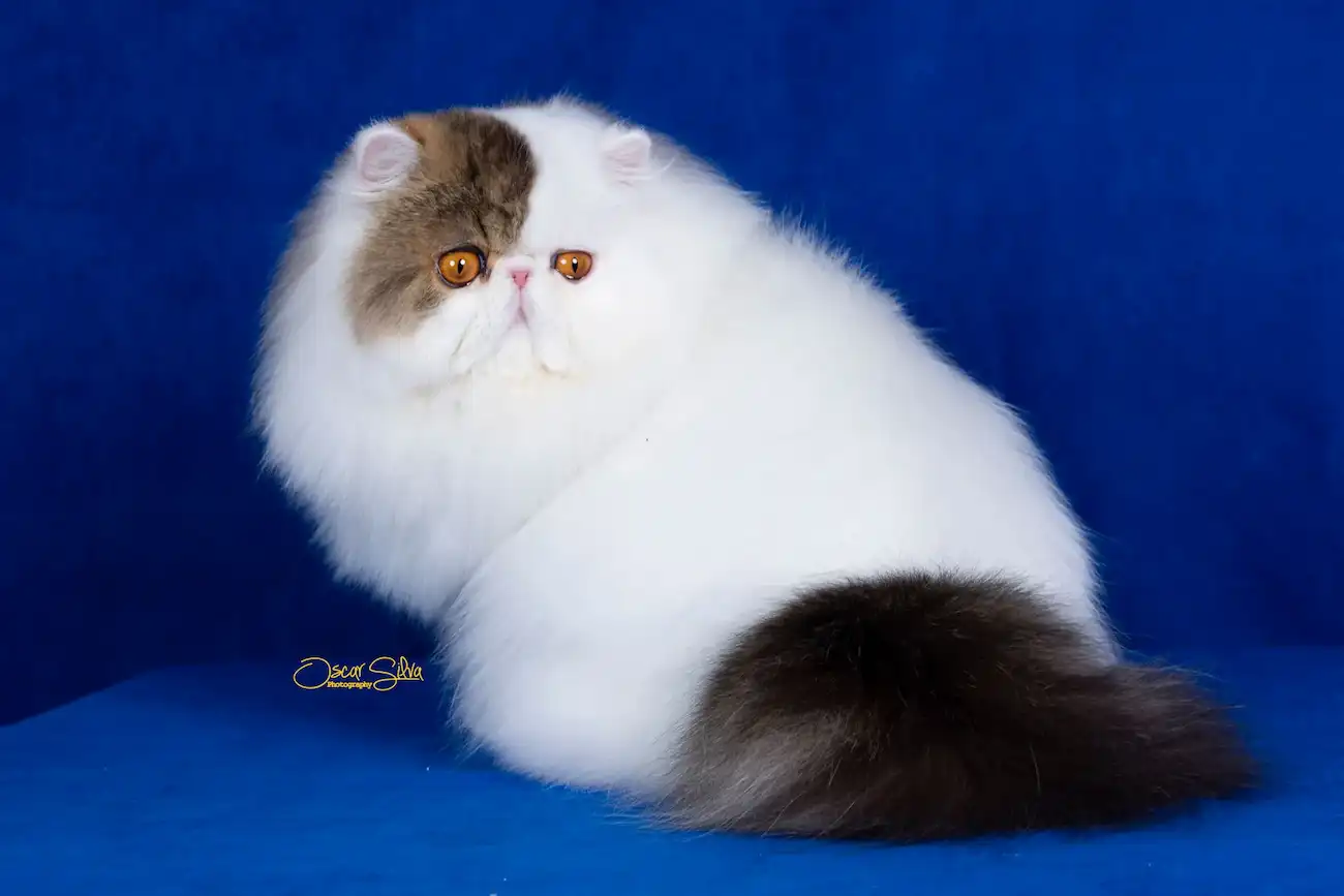 Imagen del artículo Protocolo de Limpieza Ocular: Persa y Exótico