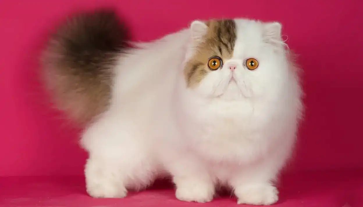 Imagen del artículo Manual Integral de Higiene Felina