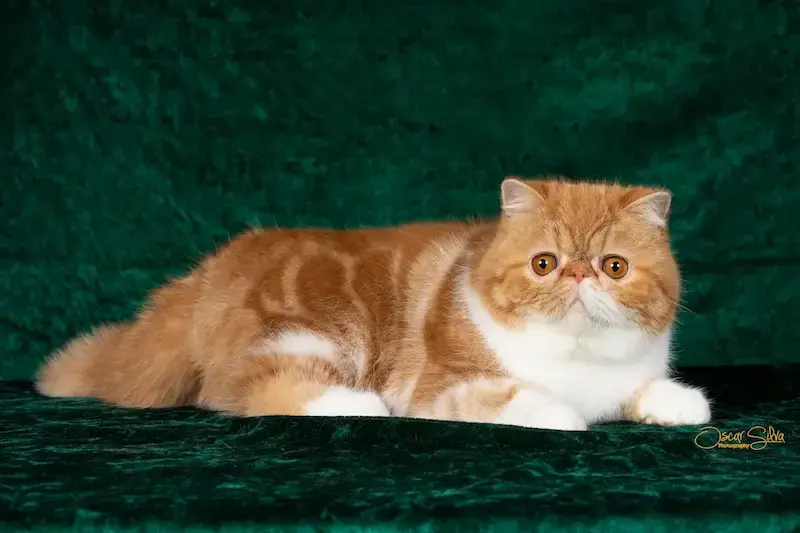 Ejemplares de Selección - Ejemplar adulto del programa de selección ética