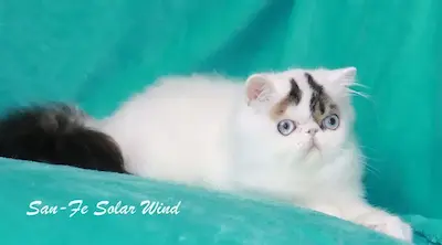 Ejemplares de Selección - Ejemplar adulto del programa de selección ética