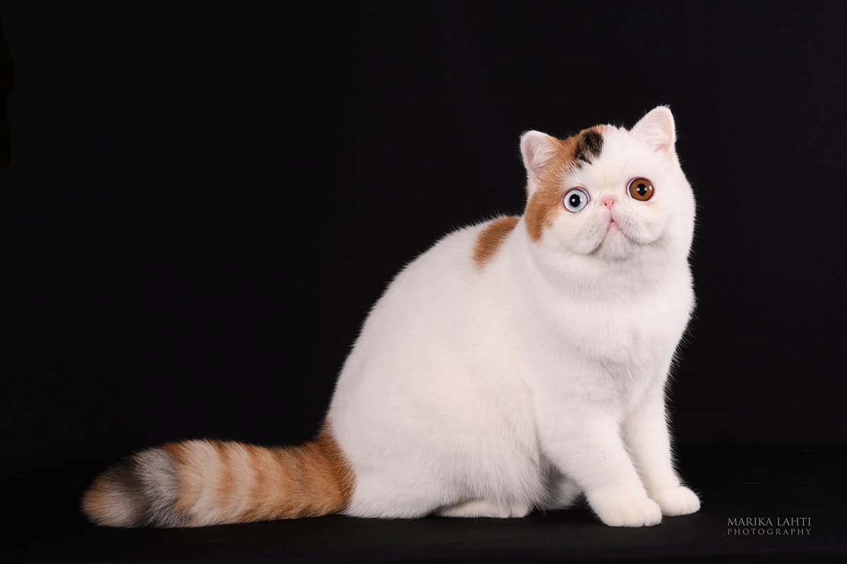 Conoce a GC PL* Jantar Dora of Casa Belich