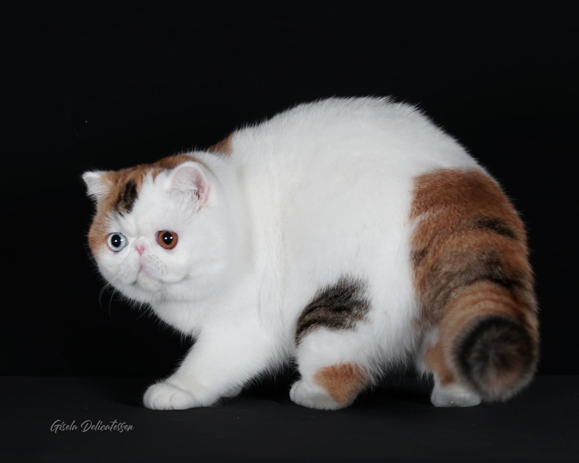 Ejemplares de Selección - Ejemplar adulto del programa de selección ética