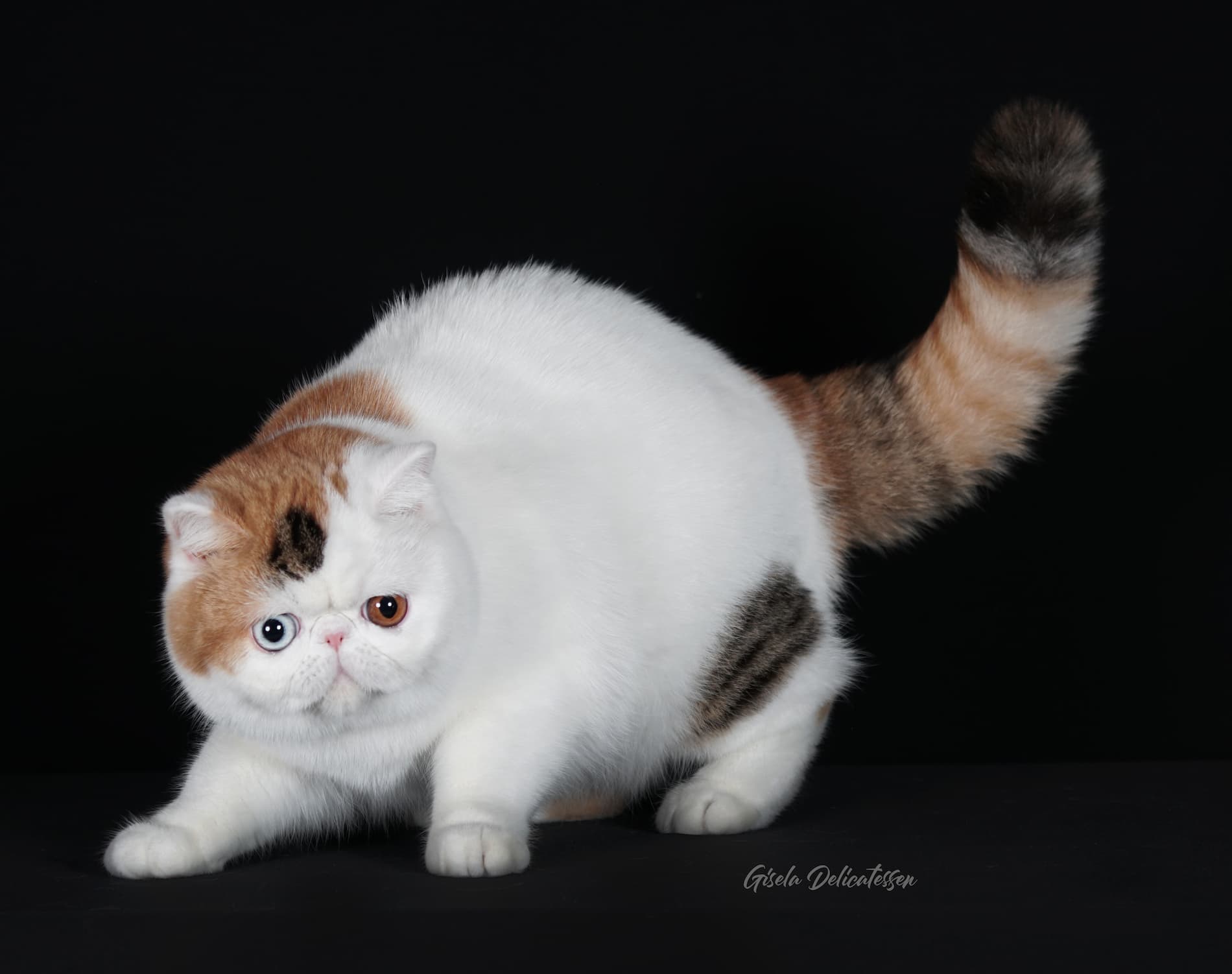 Foto del ejemplar PL* Jantar Dora of Casa Belich