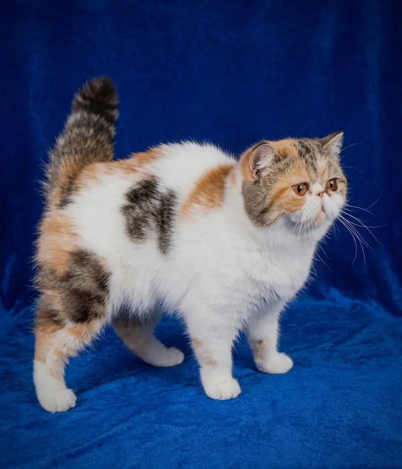 Ejemplares de Selección - Ejemplar adulto del programa de selección ética