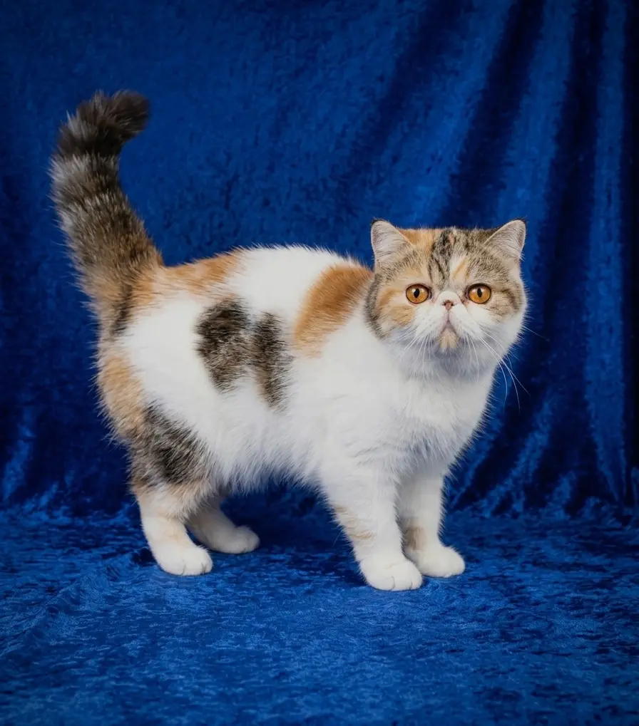 Foto del ejemplar Casa Belich Latvija Rose