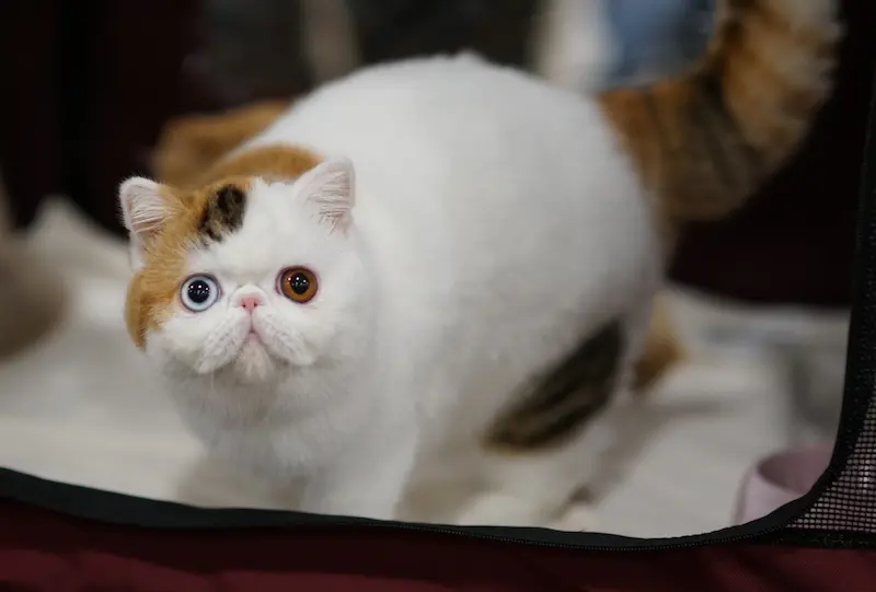 Imagen de la galería Resumén Fotografico - Torremolinos CFA Show 2023 9