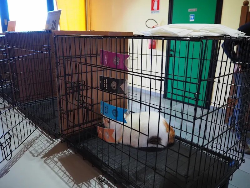 Imagen de la galería Resumen Fotográfico - San Genesio American Cat Show CFA 1