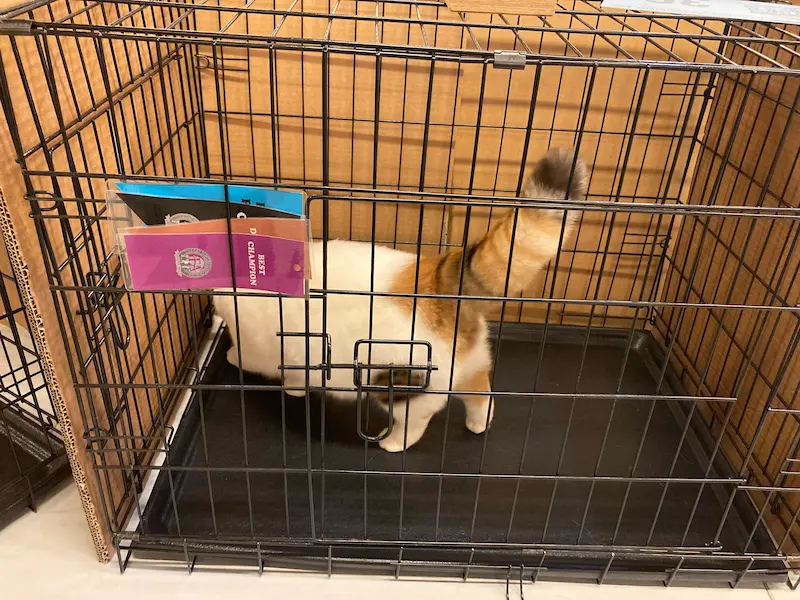 Imagen de la galería Resumen Fotográfico - San Genesio American Cat Show CFA 7