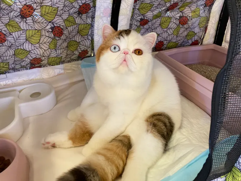 Imagen de la galería Resumen Fotográfico - San Genesio American Cat Show CFA 8