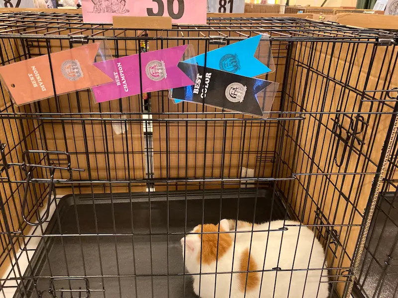 Imagen de la galería Resumen Fotográfico - San Genesio American Cat Show CFA 9