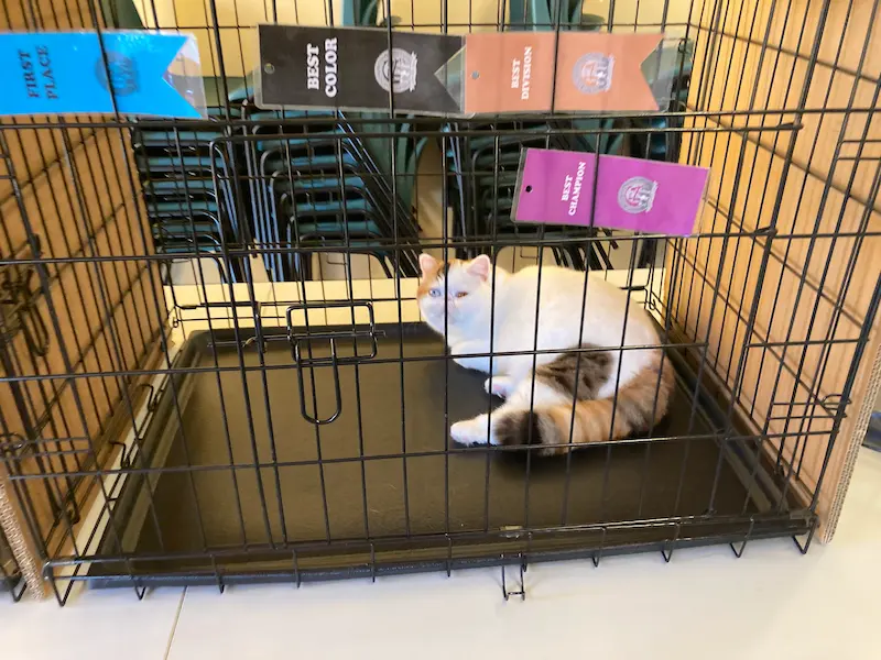 Imagen de la galería Resumen Fotográfico - San Genesio American Cat Show CFA 10