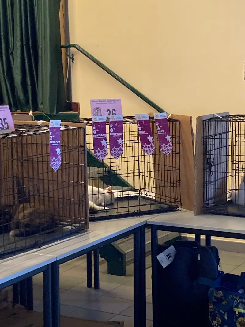 Imagen de la galería Resumen Fotográfico - San Genesio American Cat Show CFA 11