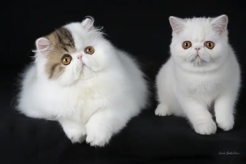 Un Show para el Recuerdo: El Futuro de Casa Belich