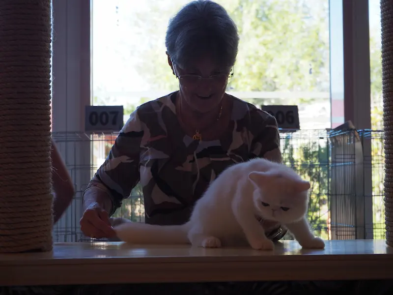 Imagen de la galería Resumen Fotográfico - Alcala de Henares CFA Show 2