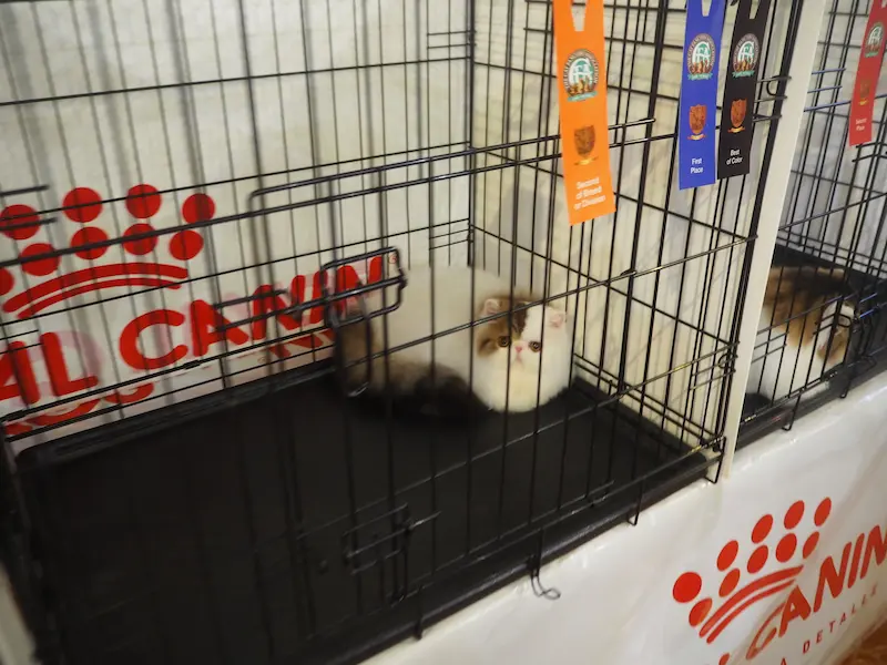 Imagen de la galería Resumen Fotográfico - Bilbao Regional CFA Show 2