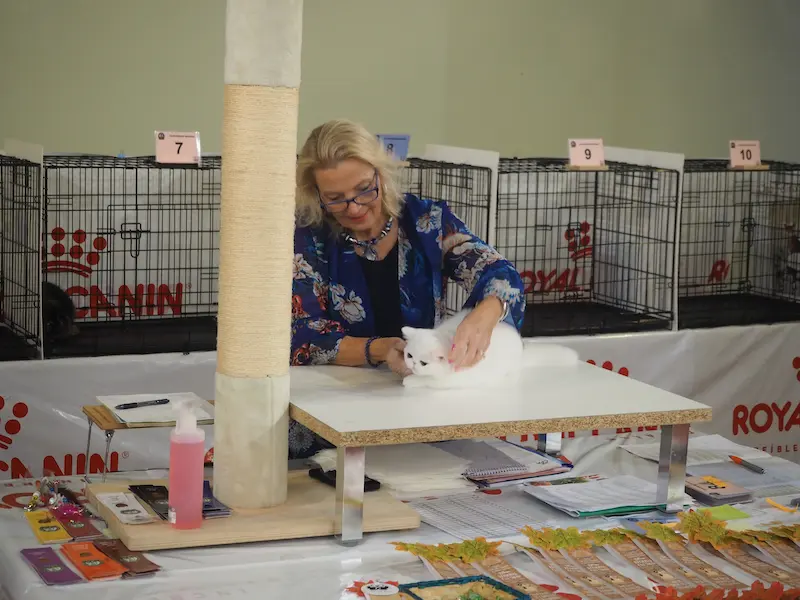 Imagen de la galería Resumen Fotográfico - Bilbao Regional CFA Show 3