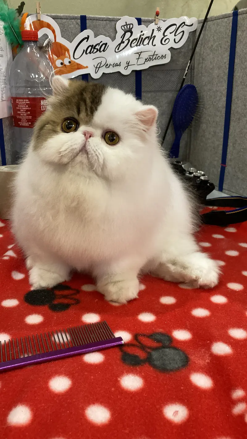 Imagen de la galería Resumen Fotográfico - Bilbao Regional CFA Show 4