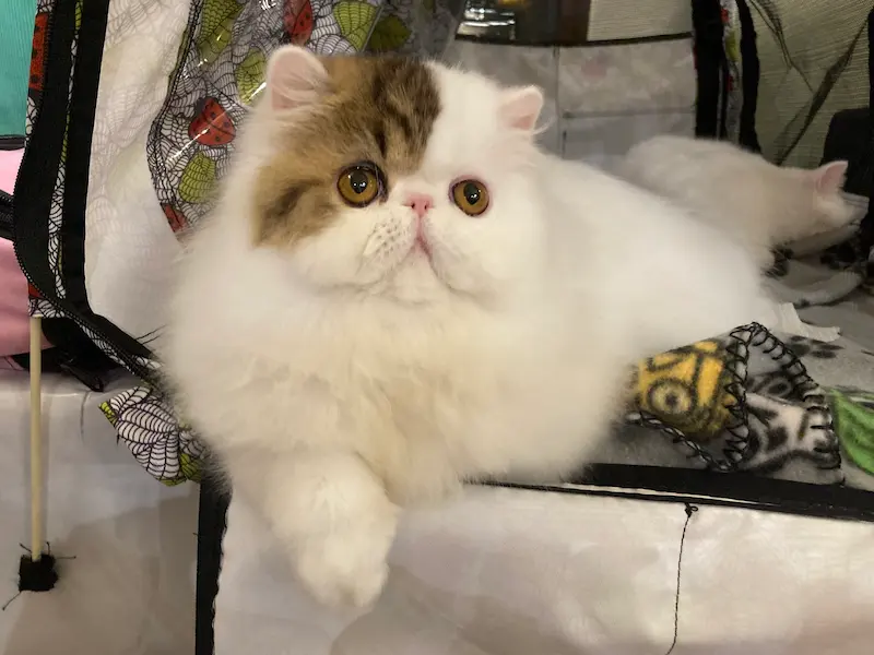 Imagen de la galería Resumen Fotográfico - Bilbao Regional CFA Show 5