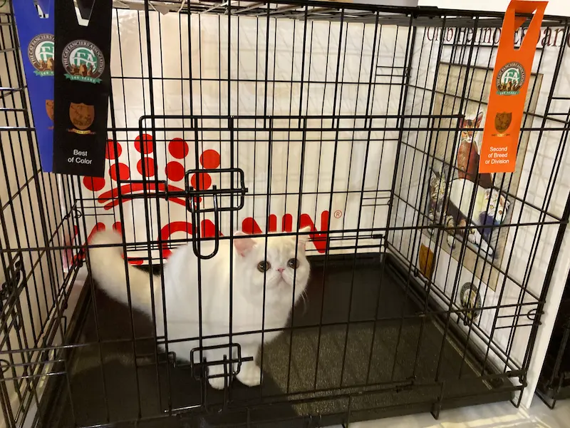 Imagen de la galería Resumen Fotográfico - Bilbao Regional CFA Show 6