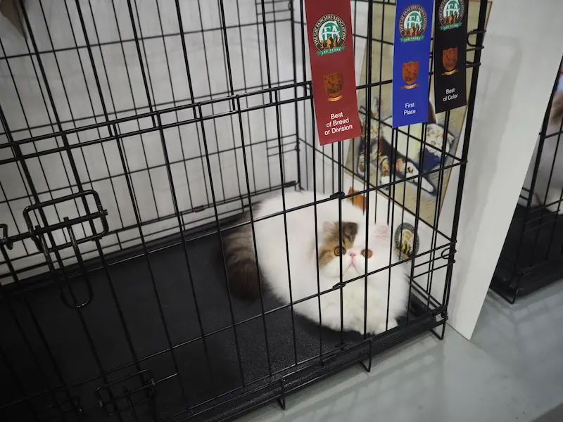 Imagen de la galería Resumen Fotográfico - Marmande American CFA Cat Show 7