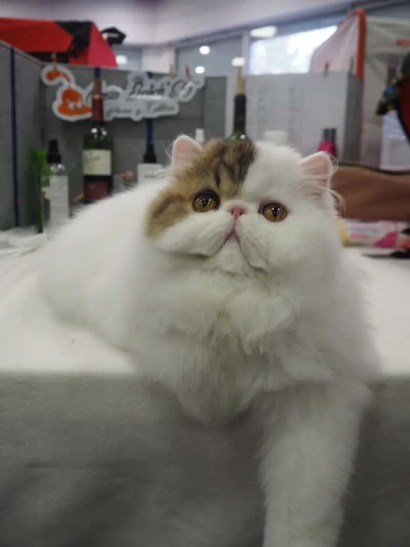 Imagen de la galería Resumen Fotográfico - Marmande American CFA Cat Show 8