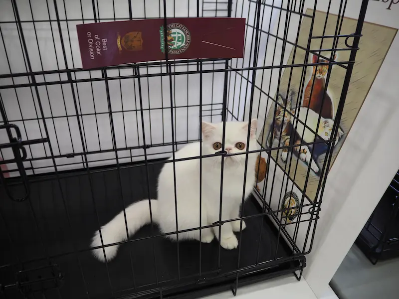 Imagen de la galería Resumen Fotográfico - Marmande American CFA Cat Show 10