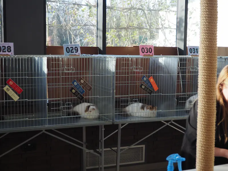 Imagen de la galería Resumen Fotográfico - CFA Wintershow 2023 6