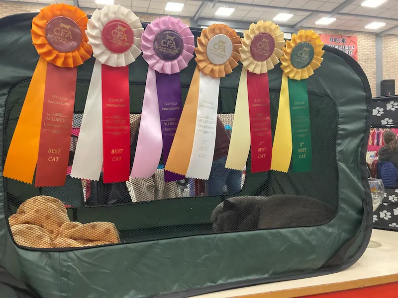 Imagen de la galería Resumen Fotográfico - CFA Wintershow 2023 7