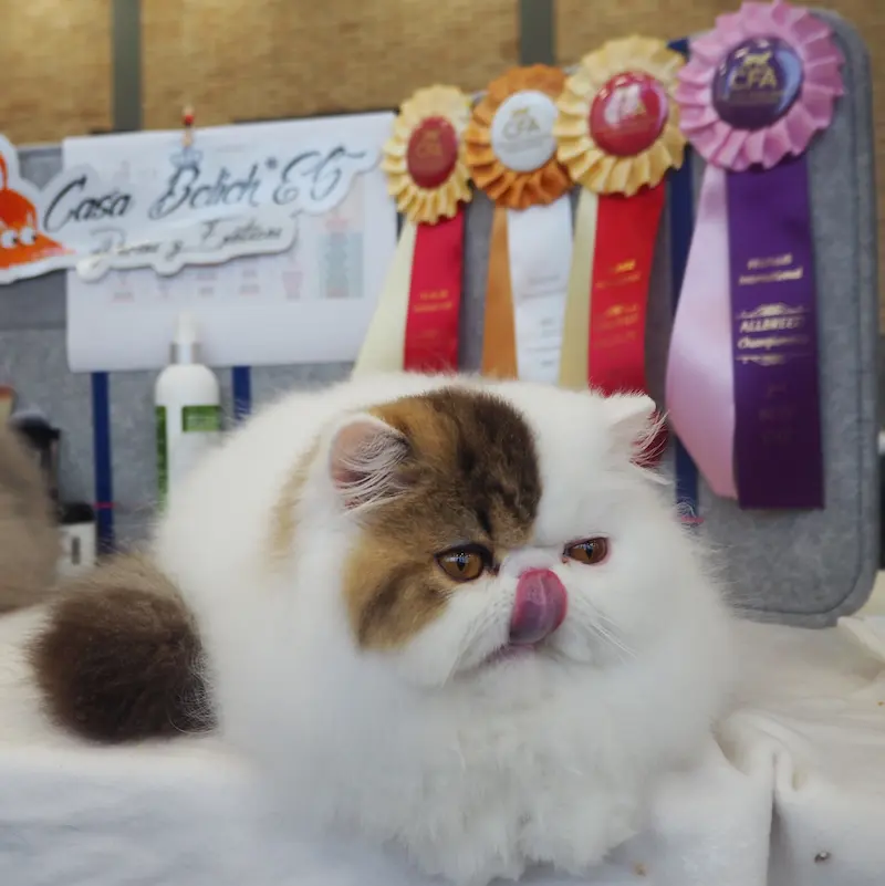 Imagen de la galería Resumen Fotográfico - CFA Wintershow 2023 9