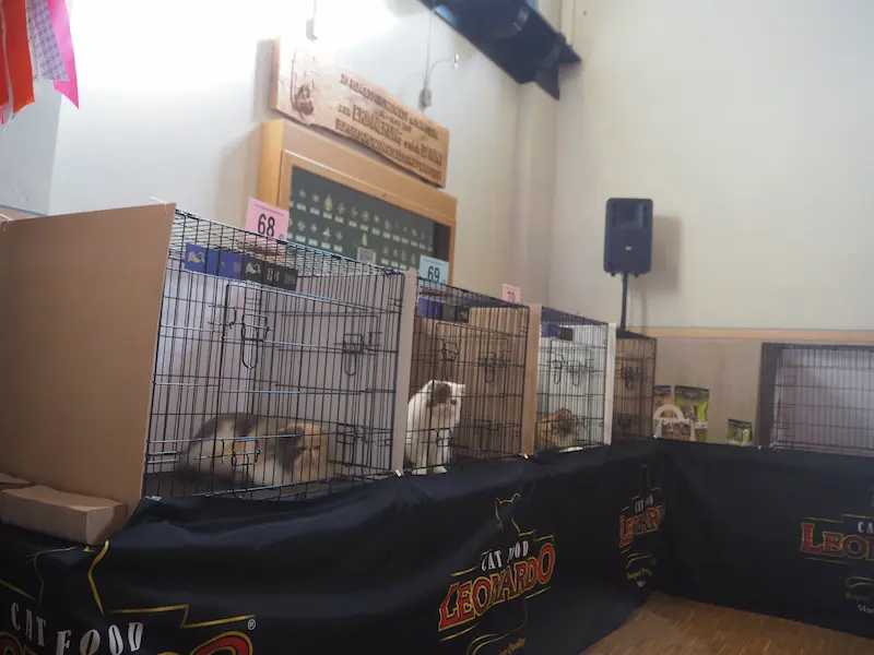 Imagen de la galería Resumen Fotográfico - Ash Lovers of Europe CFA Cat Show 9