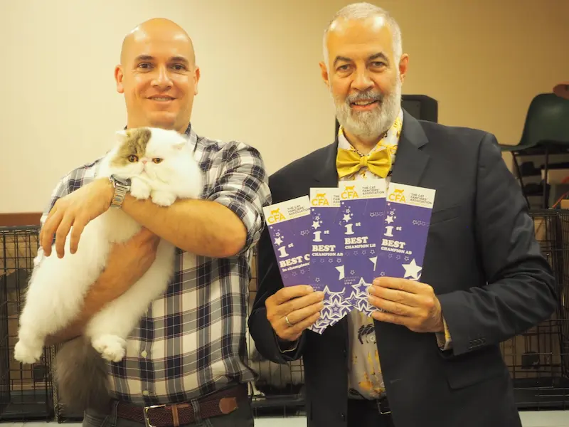 Foto de American Cat CFA Show Noviembre 2024