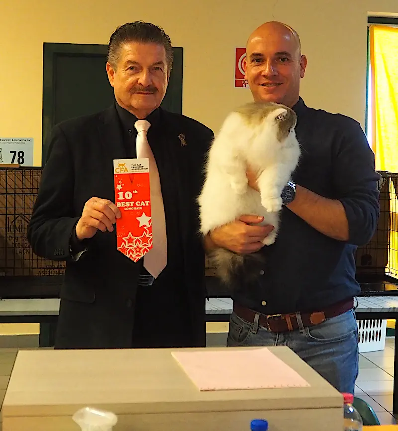 Imagen de la galería Resumen Fotográfico - American Cat CFA Show Noviembre 2024 2