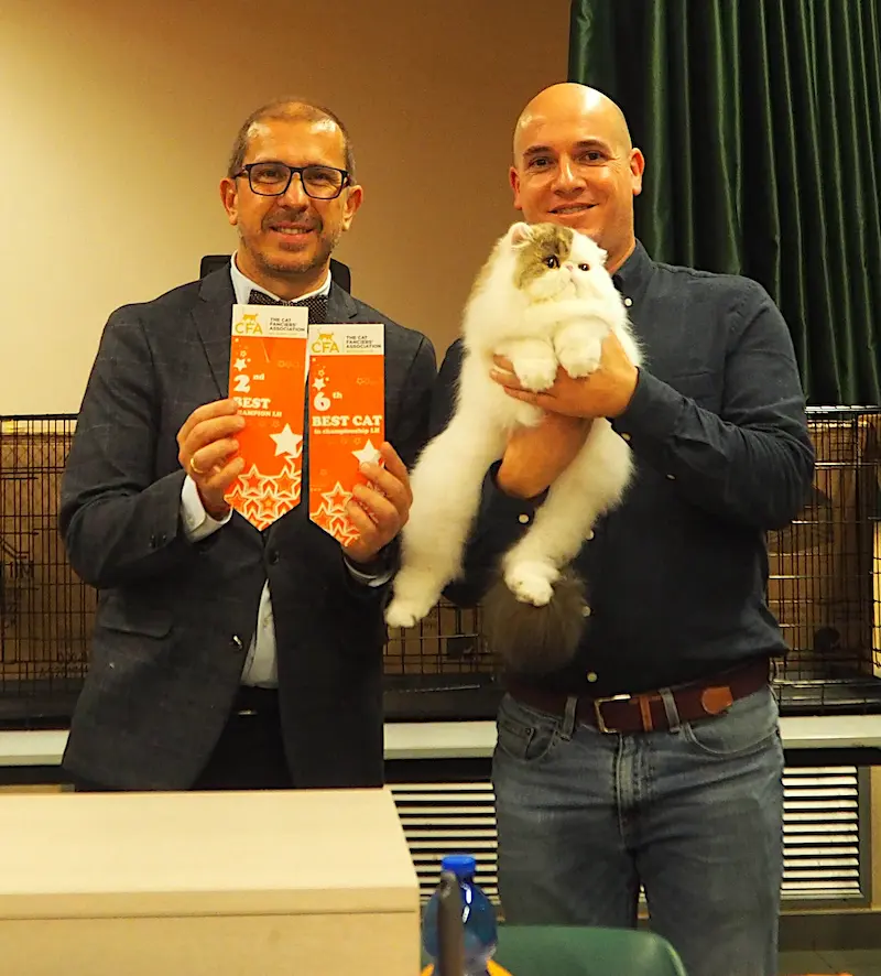 Imagen de la galería Resumen Fotográfico - American Cat CFA Show Noviembre 2024 4