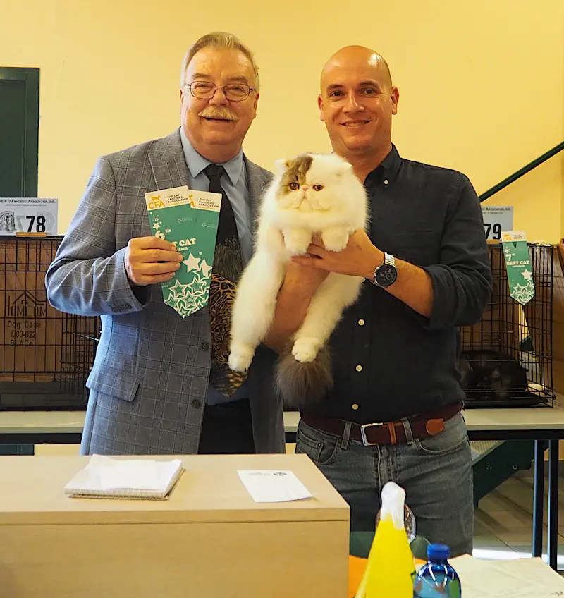 Imagen de la galería Resumen Fotográfico - American Cat CFA Show Noviembre 2024 6