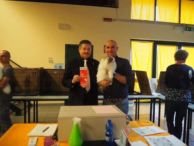 Imagen de la galería Resumen Fotográfico - American Cat CFA Show Noviembre 2024 13