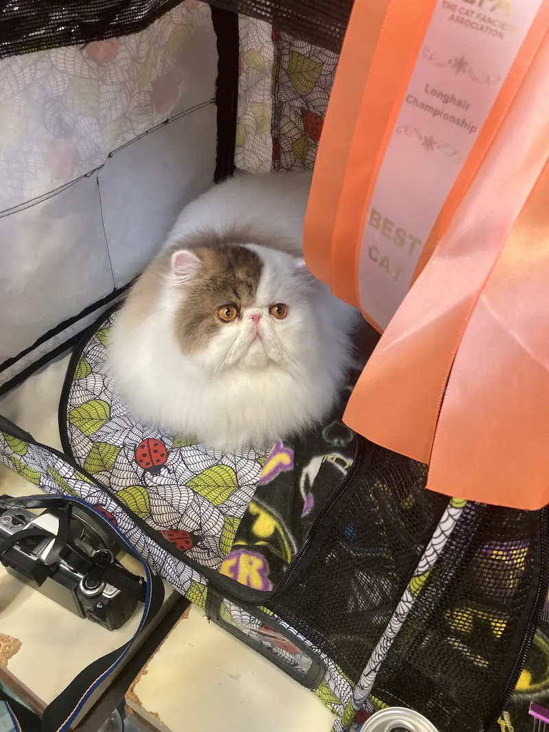 Imagen de la galería Resumen Fotográfico - Happy New Year CFA Show 11