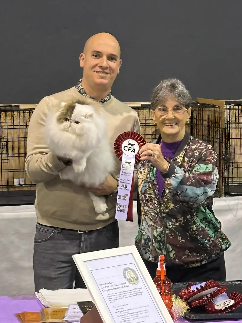 Imagen de la galería Resumen Fotográfico - Padova American CFA Cat Show 2