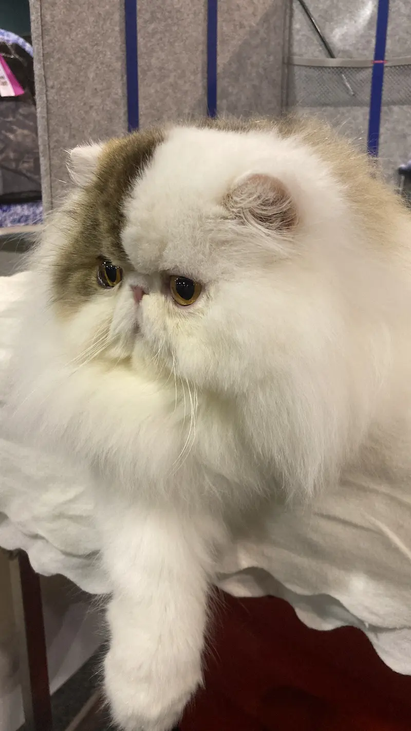 Imagen de la galería Resumen Fotográfico - Padova American CFA Cat Show 4