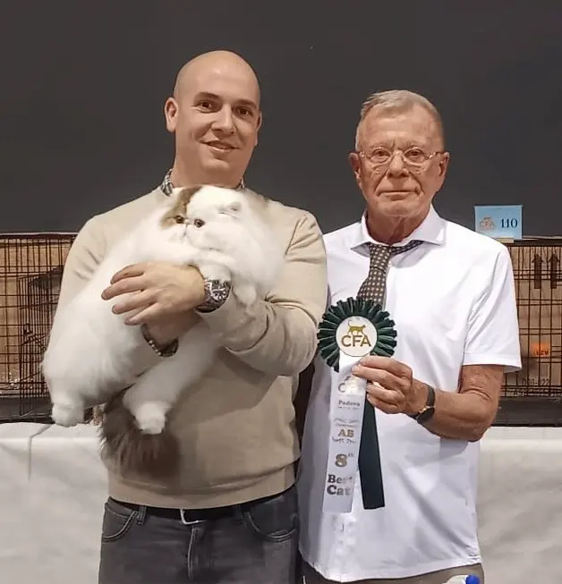 Imagen de la galería Resumen Fotográfico - Padova American CFA Cat Show 9