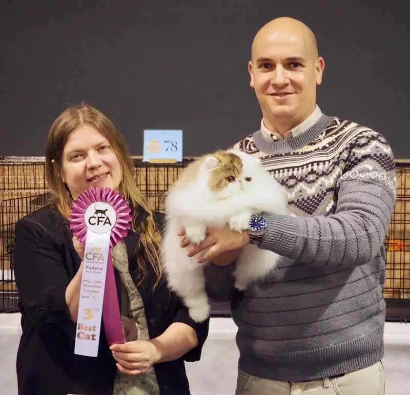 Imagen de la galería Resumen Fotográfico - Padova American CFA Cat Show 11