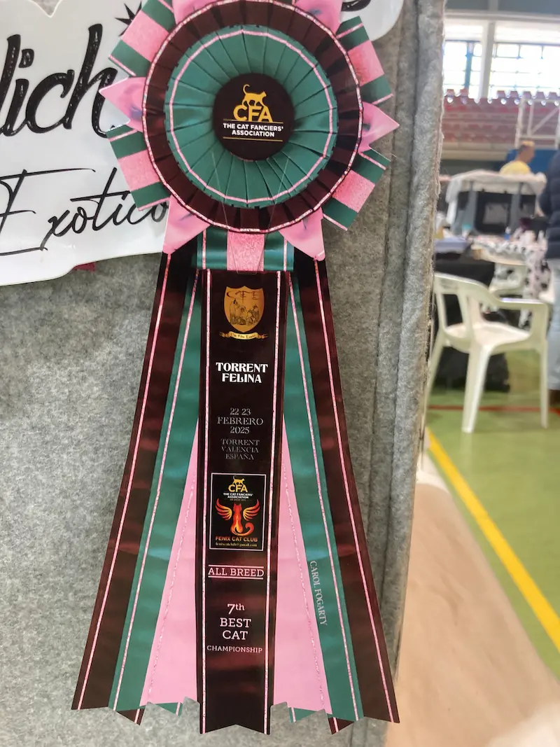 Imagen de la galería Resumen Fotográfico - 20th-21th International CFA Cat Show 1