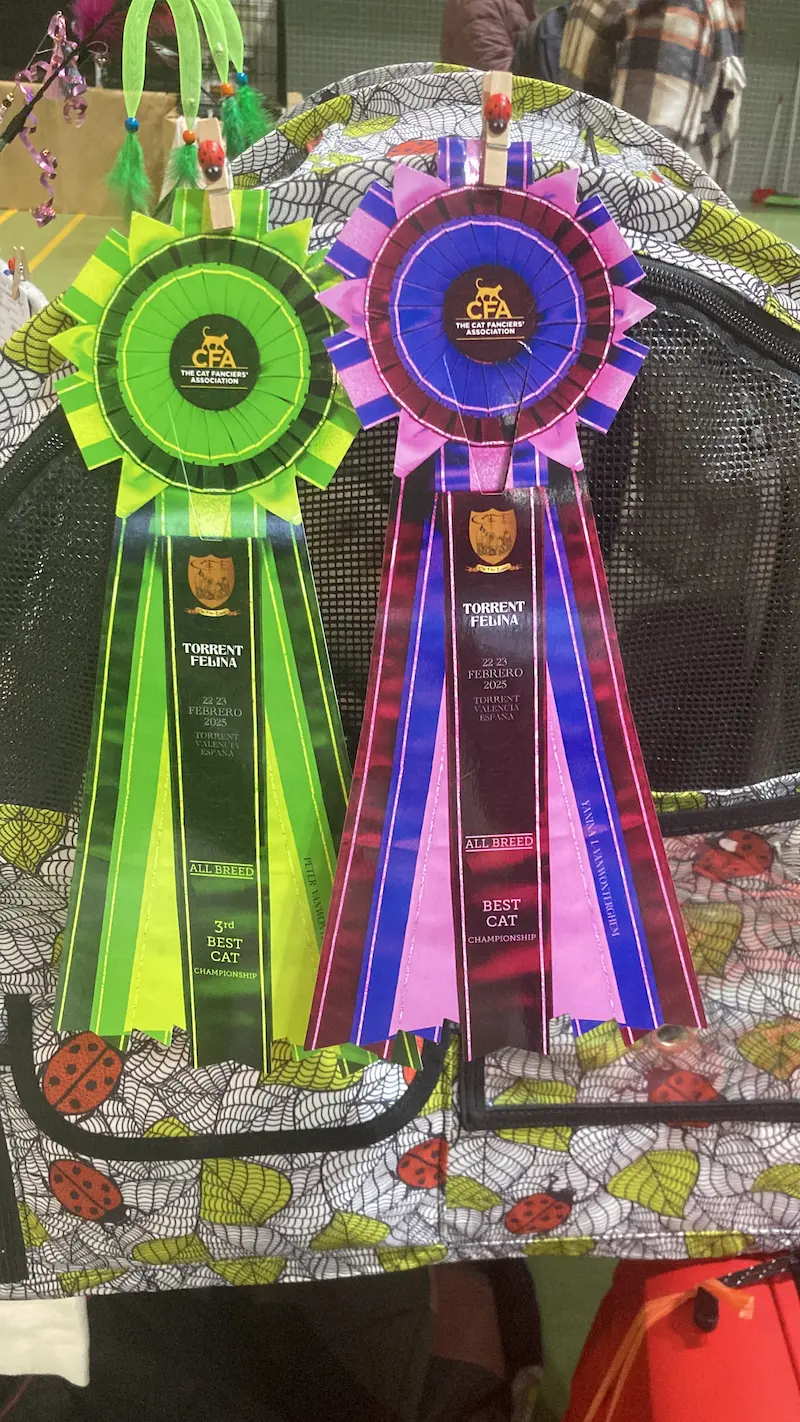 Imagen de la galería Resumen Fotográfico - 20th-21th International CFA Cat Show 2