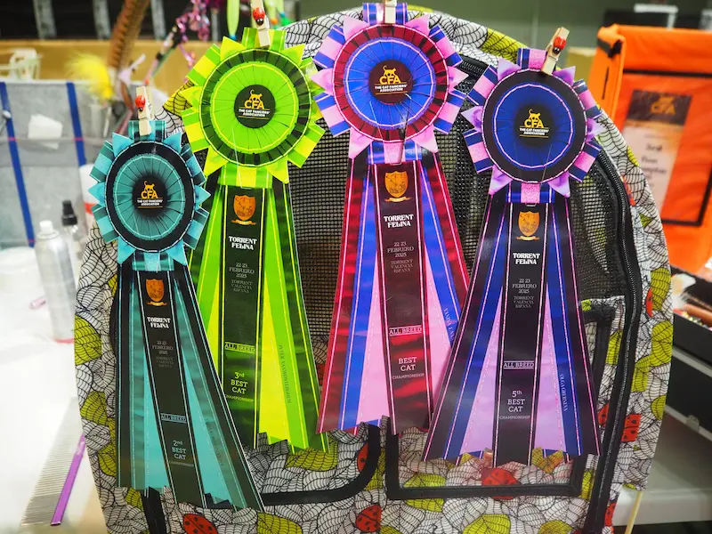 Imagen de la galería Resumen Fotográfico - 20th-21th International CFA Cat Show 6