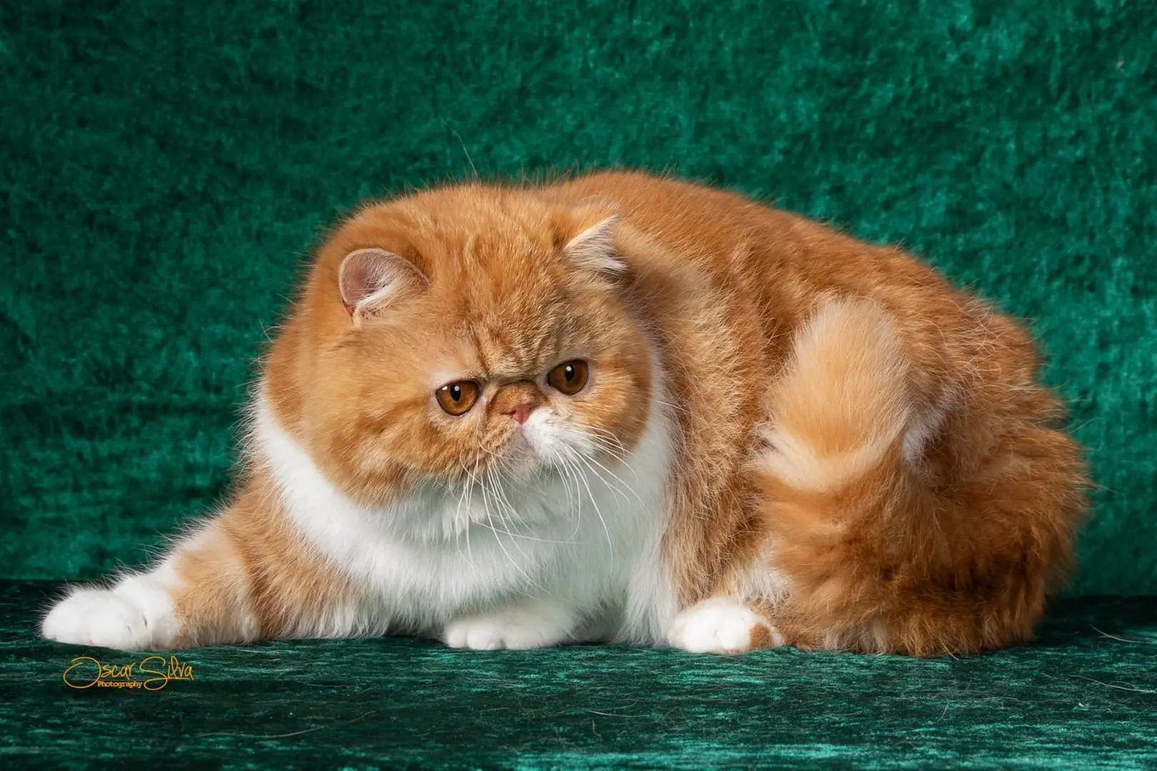 Gato persa o exótico del criadero Casa Belich