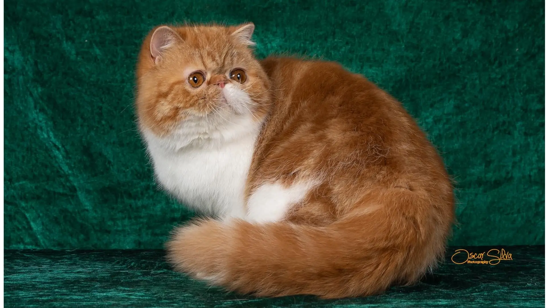 Gato persa o exótico del criadero Casa Belich