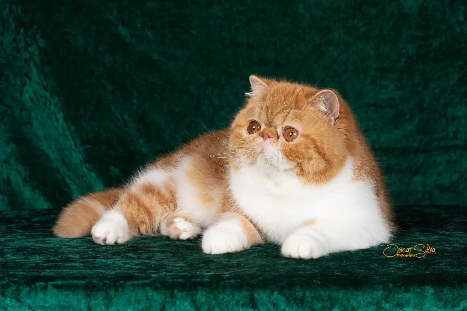 Gato persa o exótico del criadero Casa Belich