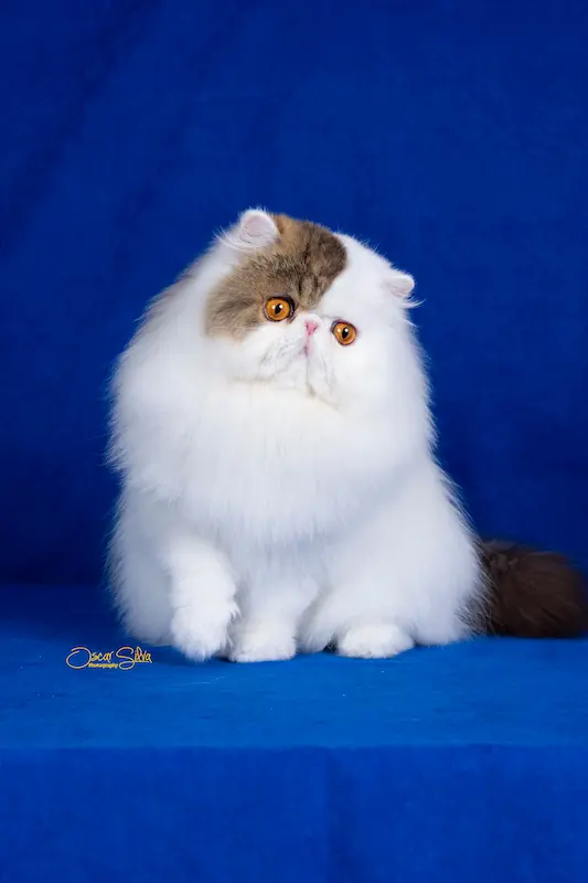 Gato persa o exótico del criadero Casa Belich